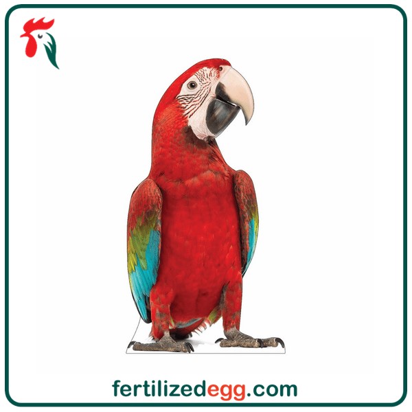 تخم نطفه دار طوطی ماکائو اسکارلت